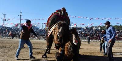 Muğla'daki deve güreşi festivaline yoğun ilgi