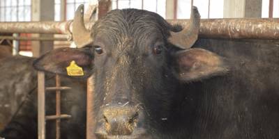 Afyonkarahisar'da üretilen bor içerikli tabletler hayvanların tedavisinde kullanılıyor