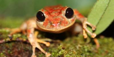 Yeni keşfedilen kurbağa türüne iklim aktivisti Greta Thunberg’in adı verildi