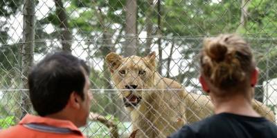 Güney Afrika'da araştırma: Hayvanat bahçesi bakıcıları, hayvanlara Kovid-19 bulaştırdı