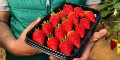 Seradan çıkışı 19 lira olan topraksız çilek altın dönemini yaşıyor