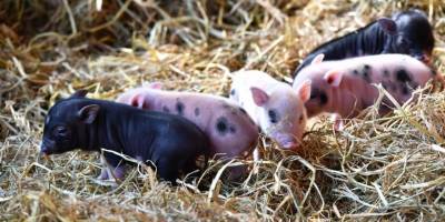 Doğal Yaşam Parkı’nın nüfusu artıyor