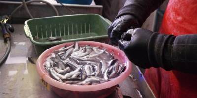 Suyun buz tuttuğu derecede ekmek kavgası