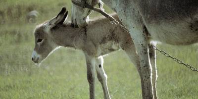 Yargıtay'dan emsal eşek kararı: Büyükbaş mı, küçükbaş mı?