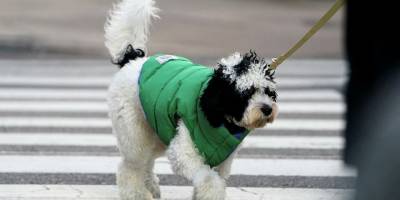 Müşterilerden aşı kartı yerine köpek fotoğrafı kabul eden restoran kapatıldı