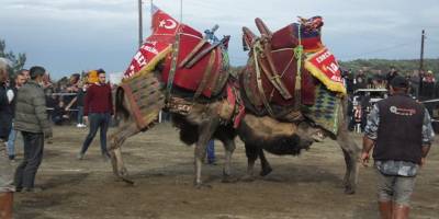 Burhaniye’de Hasat Şenliği başlıyor