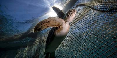 Deniz kaplumbağaları: Kadim denizcilerin tehlikeli yolculuğu