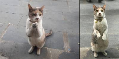 İki ayağının üzerine kalkarak ön patilerini birleştirip esnaftan böyle yiyecek istiyor