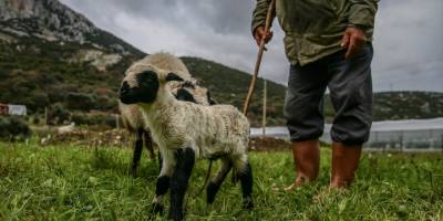 Çobanın merada doğan kuzu sevinci