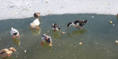 İzmir Bozdağ'daki Gölcük Gölü buz tuttu