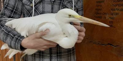 Isparta’da soğuktan donmak üzere olan büyük ak balıkçılı kurtarıldı