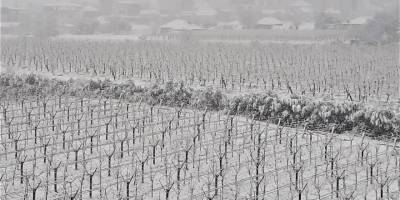 Kar yağdı üreticinin yüzü güldü: "Kar değil bereket yağıyor"