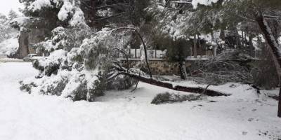 Kar yağışına dayanamayan ağaçlar kökünden sökülerek devrildi