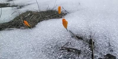 Kar ve çiğdemler bir arada