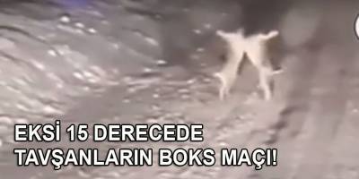 Tavşanlar eksi 15 dereceye aldırmayıp gece gece kavgaya tutuştular!