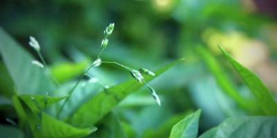 Akıllı tohumlar geliyor: Bitkiler iletişim kurmayı öğrenecek