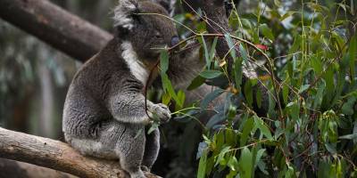 Avustralya hükümetinden koalalar için 35 milyon dolar destek