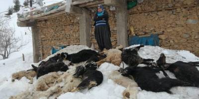 Adana'da besici ailenin 350 küçükbaş hayvanı telef oldu