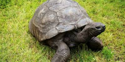 Dünyanın en yaşlı kaplumbağası Jonathan 190 yaşında: 'Libidosu hâlâ iyi'