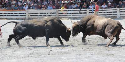 Aydın'da boğa güreşi takvimi belirlendi