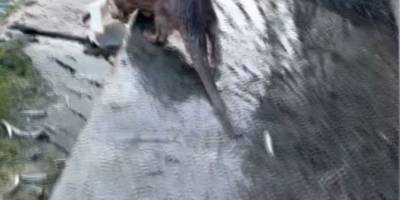 Eminönü'nde "su samuru" sürprizi