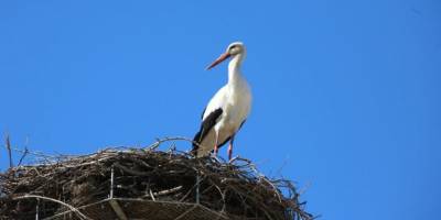 Baharın müjdecisi leylekler Selçuk semalarında
