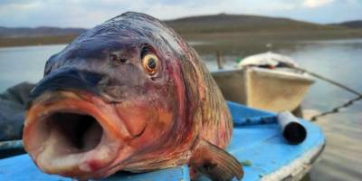 Denizi olmayan Yozgat’ta rızıklarını tekne balıkçılığıyla çıkarıyorlar