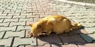 Sakin Şehir Köyceğiz’de Limon isimli kedi müzik derslerinin vazgeçilmezi oldu