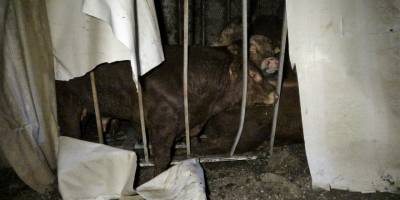 Büyükbaş hayvan yüklü tır devrildi, kurtarma çalışması başlatıldı