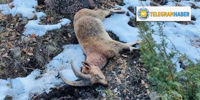 YABAN KEÇİSİ AVI 38 BİN LİRAYA PATLADI