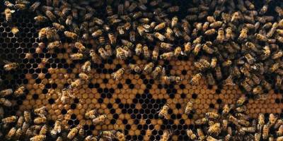 Arı Yetiştiriciliği Kursuna yoğun ilgi