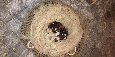 İzmir'de kaçak avlanan bir kişiye, 24 bin 677 lira ceza kesildi