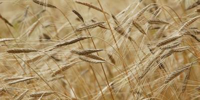 Rusya'nın Donbass'a operasyon başlatması sonrası petrol, gaz, buğday fiyatında rekor üzerine rekor