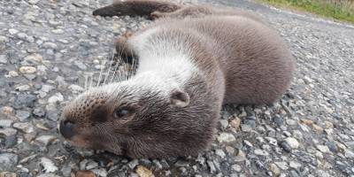 Nesli tükenmekte olan su samuru ölü bulundu