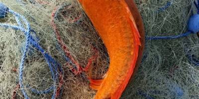 Keban Baraj Gölünde turuncu sazan ağlara takıldı