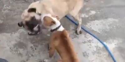 Konya’da köpek dövüştüren 3 kişiye 50 bin lira ceza