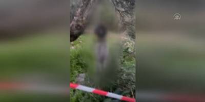 Muğla’da bir köpek ağaca iple asılı halde bulundu
