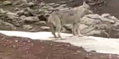 Bozkurtları gören tır şoförünün şaşkınlığı