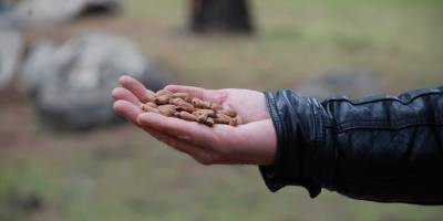 Kozak Yaylası’nda çam fıstığı bekleyişi