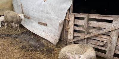 Tekirdağ’da 12 küçükbaş hayvan telef oldu