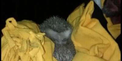 Bara giren kirpiyi polisler teslim aldı