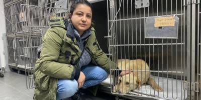 Hemşire sahiplendiği köpeğine çarpan aracın peşini bırakmadı, sürücüden şikayetçi oldu