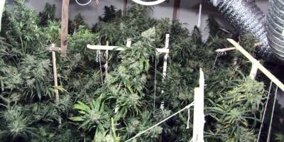 Ataşehir'de 2 milyon TL değerinde 85 kök kenevir ele geçirildi