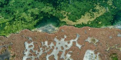 Deniz yosunu, İzmir Körfezi'nde yeniden yayılıyor