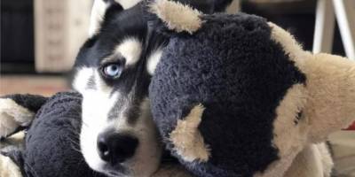 Fransa’da yanlış tanı konan köpeğin kanseri, İstanbul’da tedavi edildi