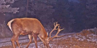 Fotokapanlara vaşak ve birçok yaban hayvanı takıldı