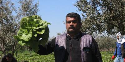 Marulun tanesi tarlada 2 TL markette 10 TL