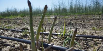 Antalya’da ilk kuşkonmaz hasatını gerçekleştiren kadın, çiftçi Avrupa ülkelerine satışlara başladı