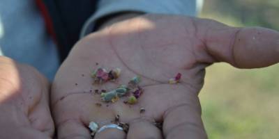 Malatya'da kayısıyı don vurdu