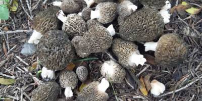 Konya’da kilosu 350 liradan alımı yapılan kuzugöbeği hasadı başladı